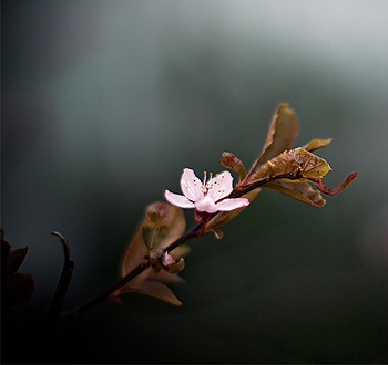 批发采购优惠的网页攻击软件