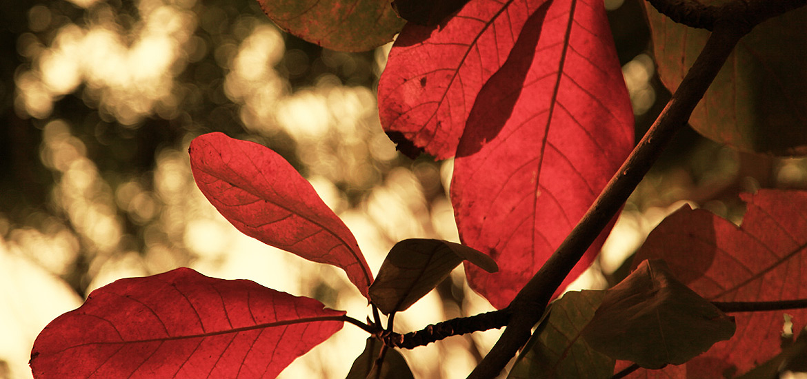 自动发货快的网页攻击软件